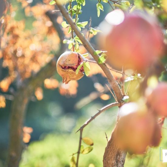 fotografia aziendale brescia 0047 550x550 - Fotografie a Hotel, Ristoranti e Resort a Brescia e in Franciacorta