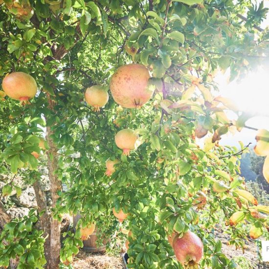 fotografia aziendale brescia 0048 550x550 - Fotografie a Hotel, Ristoranti e Resort a Brescia e in Franciacorta