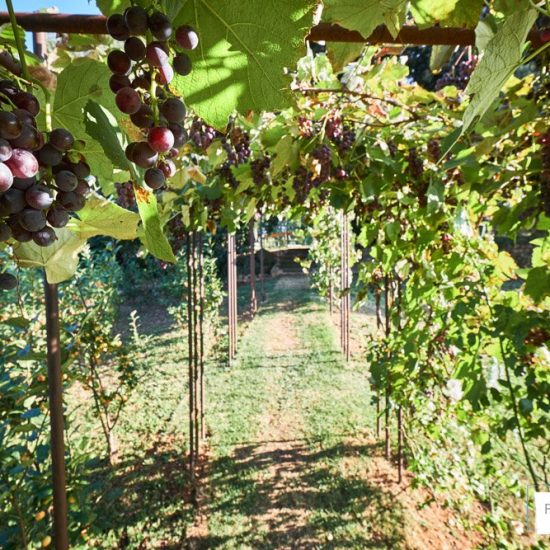 fotografia aziendale brescia 0049 550x550 - Fotografie a Hotel, Ristoranti e Resort a Brescia e in Franciacorta