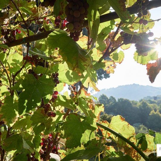 fotografia aziendale brescia 0050 550x550 - Fotografie a Hotel, Ristoranti e Resort a Brescia e in Franciacorta